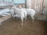 Koyun, Baerchuke sheep — foto 1