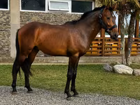حصان, Karachay horse — الصورة 1