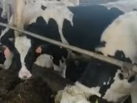 Toro, Russian Black pied cattle — foto 3
