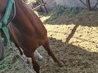 حصان, Arabian horse — الصورة 7