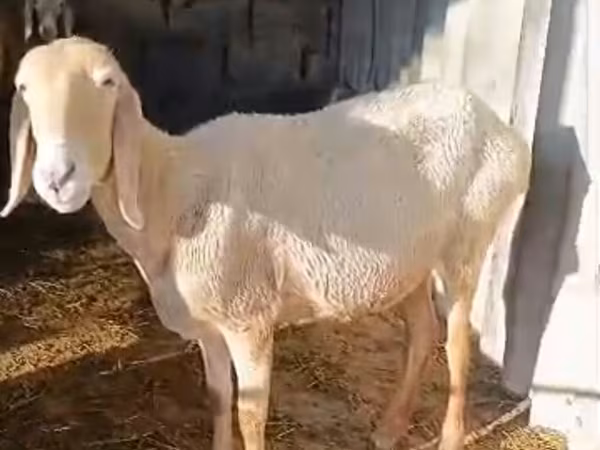 Awassi sheep