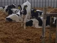 Boğa, Holstein ırkı — foto 4