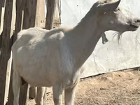 Goat, LaMancha goats — photo 1
