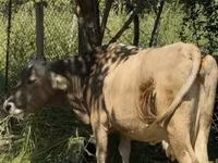 母牛, Cattle — 照片 3