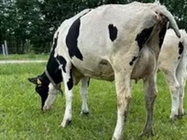 Holstein ırkı