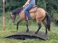 Yegua, Quarter Horse — foto 8