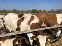 Vaca, Raza rojo-moteada — foto 3