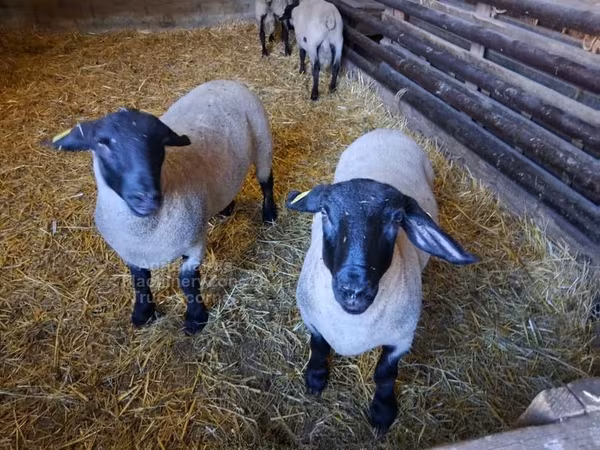 Koyun, White Suffolk sheep