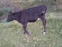 Boğa, Holstein ırkı — foto 2