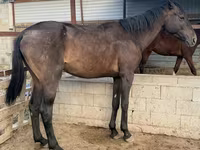 Horse (M), Arabian horse — photo 1