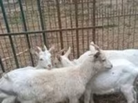 عنزة, Saanen goat — الصورة 2