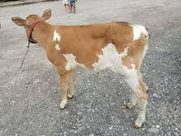 İnek, Kırmızı poltuz inek — foto 2