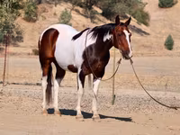 حصان, National Show Horse — الصورة 2