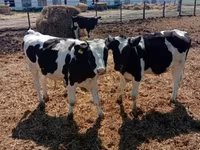 Bulle, Russian Black pied cattle — Foto 2