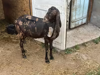 Keçi, Kamori goats — foto 4