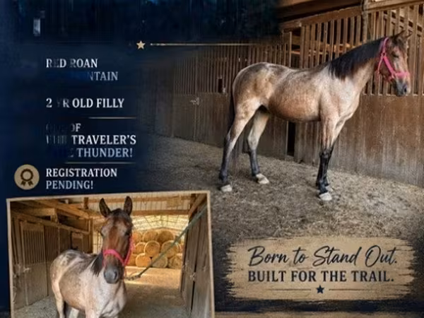 Mare, Rocky Mountain Horse