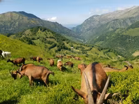 Keçi, Alpine goat — foto 1