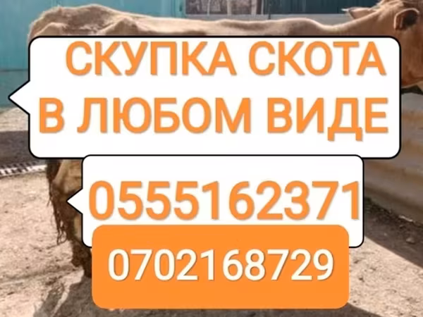 Cattle