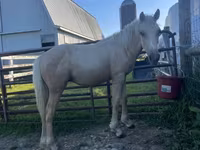 घोड़ा, Palomino — फ़ोटो 3