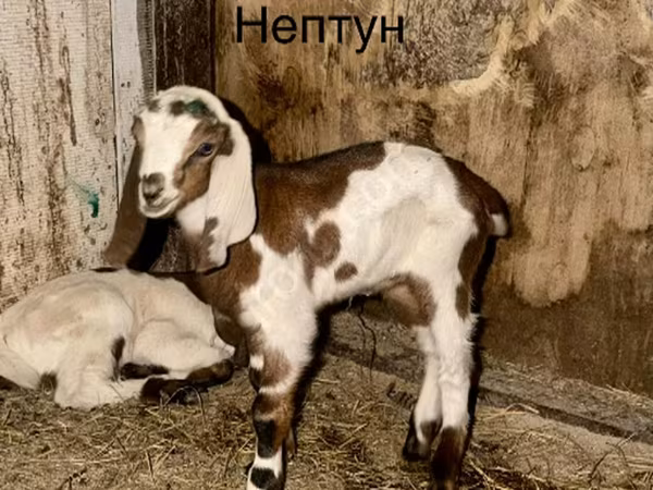 Ziegenbock, Kamori goats