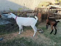 Keçi, Saanen goat — foto 7