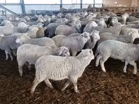 Koyun, Kuibyshev sheep — foto 1