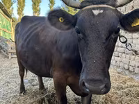 İnek, Swiss cattle — foto 3
