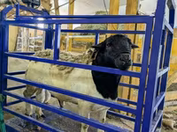 公羊, Dorset horn sheep — 照片 7