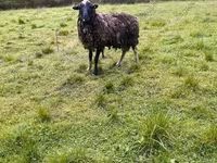 Keçi, Kejobong goat — foto 6