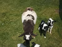 Oveja, Kuibyshev sheep — foto 7