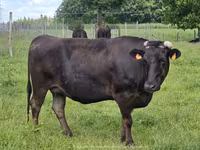 Vaca, Wagyu — foto 1