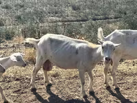 Goat, LaMancha goats — photo 7
