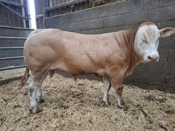 ثور, Blonde d’Aquitane cattle