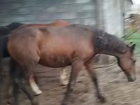 घोड़ा, Horse breed — फ़ोटो 8