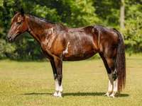 Stute, American paint horse — Foto 2