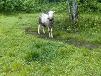 Koç, Romanov sheep — foto 2