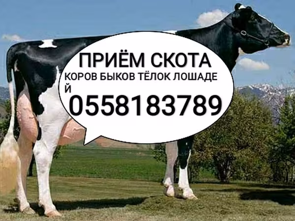 Holštýnské plemeno