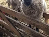 भेड़, Blackheaded Persian sheep — फ़ोटो 1