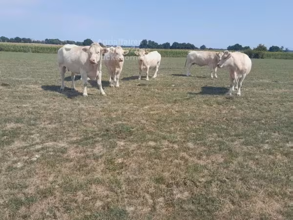 Kuh, Charolais cattle