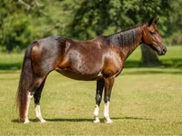 Stute, American paint horse — Foto 1