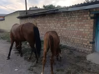 घोड़ी, Thoroughbred horse — फ़ोटो 4