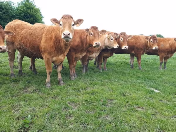 Лимузин сиыры