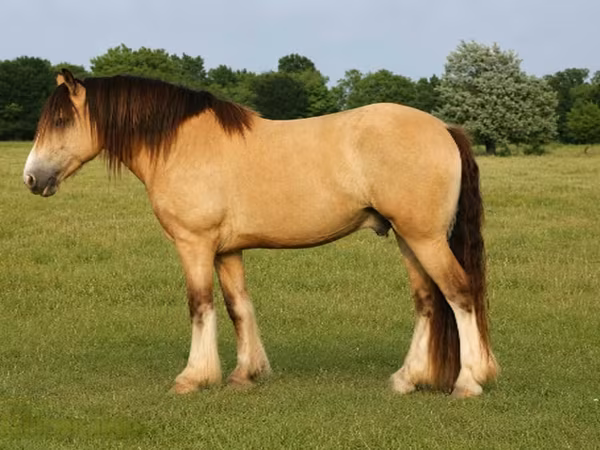 公马, Gypsy horse