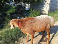 公羊, Agin sheep — 照片 2