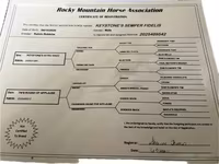 घोड़ा, Rocky Mountain Horse — फ़ोटो 3