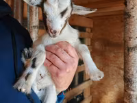 Keçi, Australian Miniature goats — foto 1