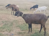 Keçi, Nubian Goat — foto 4