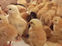 Chickens — Foto 7