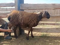 公羊, Katum sheep — 照片 7