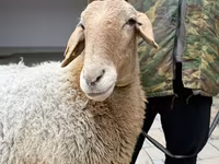 Schaf, Awassi sheep — Foto 8